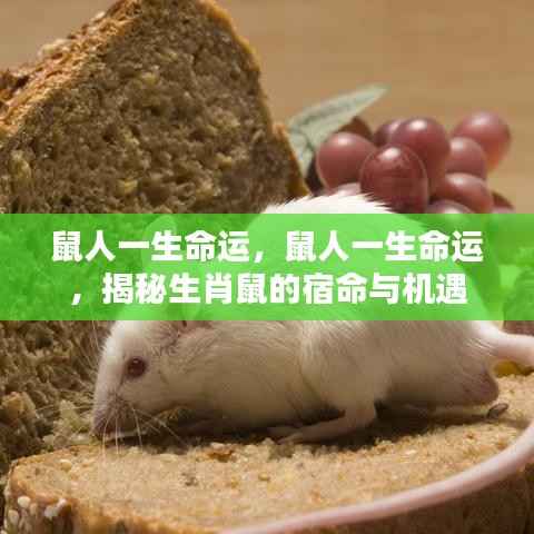 揭秘生肖鼠的命运轨迹与人生机遇,鼠人的宿命与机遇全解析