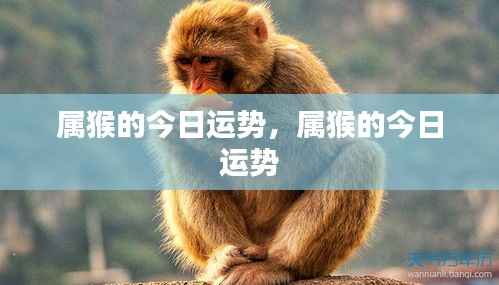 属猴今日运势详解