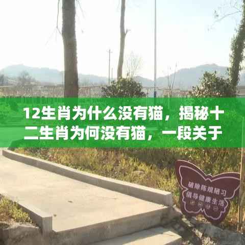 揭秘十二生肖为何没有猫,一段关于选择与传承的传奇故事