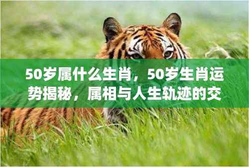 揭秘50岁生肖运势与人生轨迹交织的奥秘
