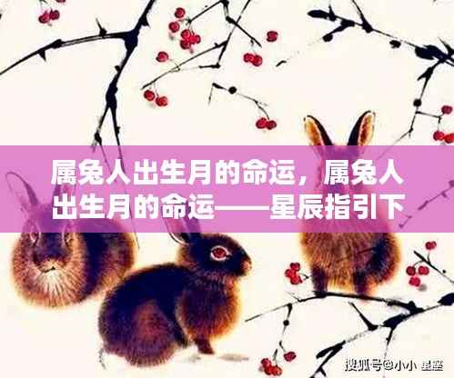 星辰指引下的属兔人生,出生月份与命运解析