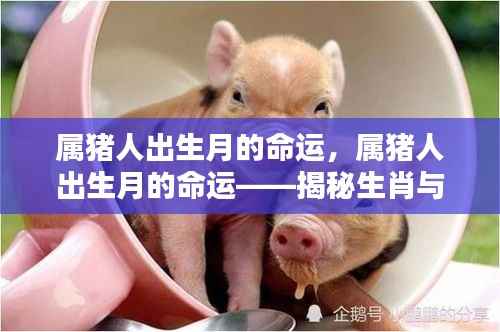 属猪人出生月命运揭秘,生肖与出生月的奥秘探索