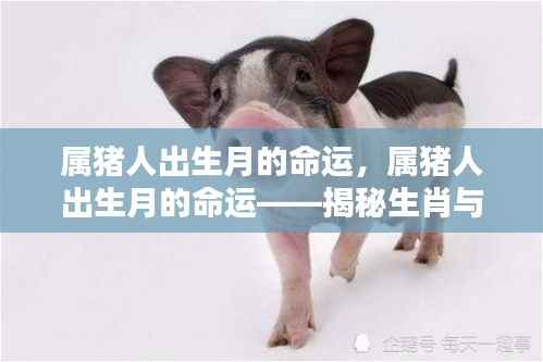 属猪人出生月命运揭秘,生肖与出生月的奥秘探索