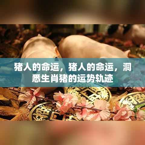 生肖猪的运势轨迹,洞悉猪人的命运与未来