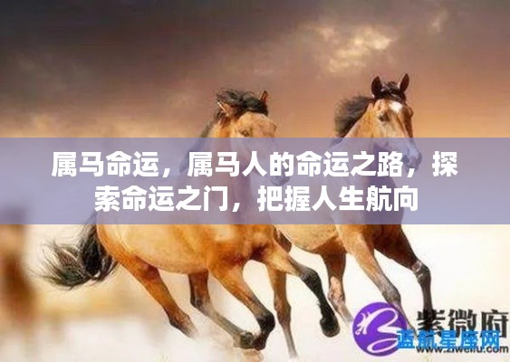 属马人的命运探索,把握人生航向,揭秘命运之门