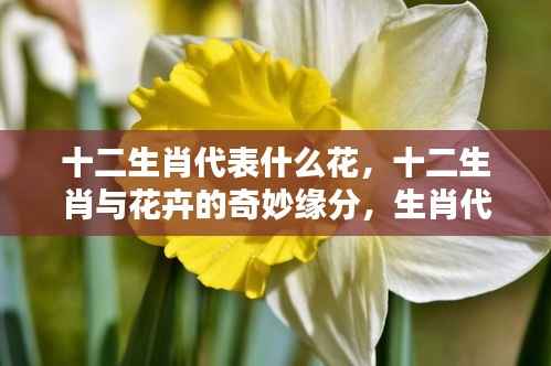 十二生肖与花卉的奇妙缘分,生肖代表花卉详解