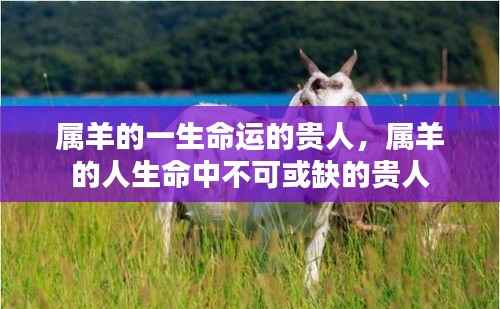 属羊人的命运贵人,生命中不可或缺的支撑力量
