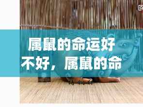 属鼠命运深度解析,生肖鼠的运势走向探讨与解读