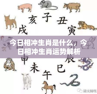 今日相冲生肖运势解析及运势特点揭秘