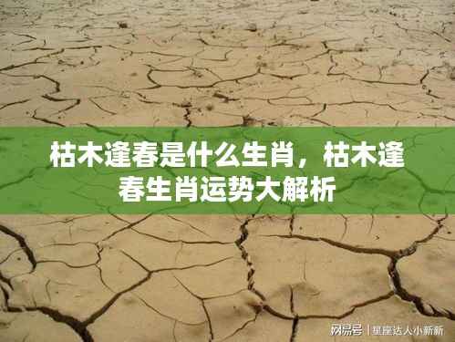 枯木逢春生肖运势深度解析,揭秘生肖运势与未来走向