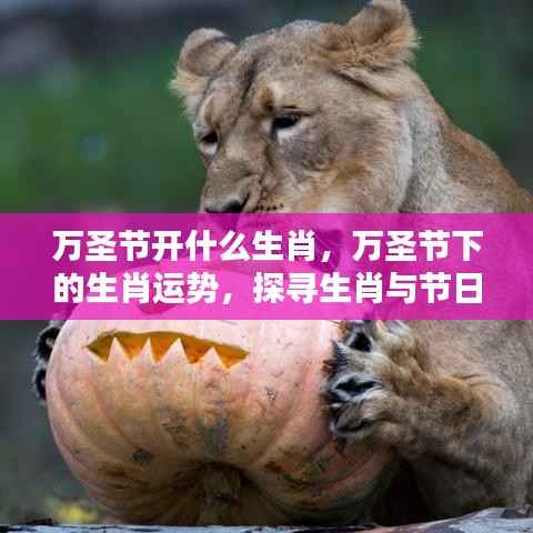 万圣节生肖运势揭秘,探寻生肖与节日的神秘关联