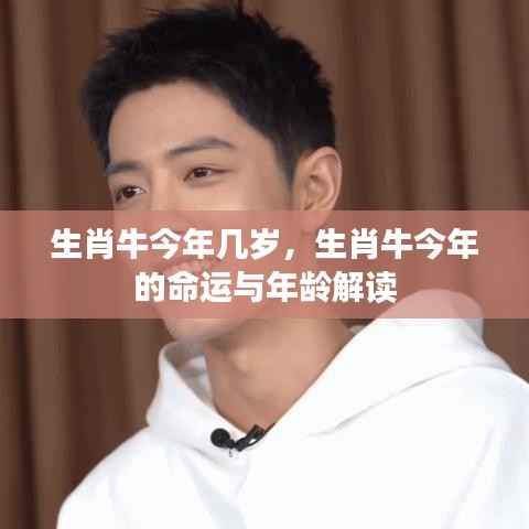 生肖牛今年命运与年龄解读,揭秘生肖牛的年龄与运势表现