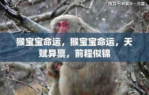 猴宝宝天赋卓越,前程似锦,命运展望