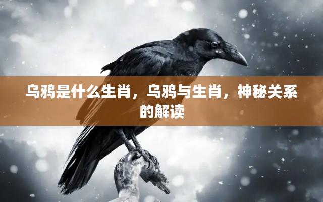乌鸦与生肖,神秘关系的解读揭秘