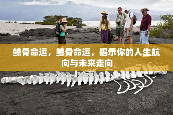 鲸骨命运揭秘,人生航向与未来走向的启示