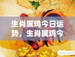 生肖属鸡今日运势详解