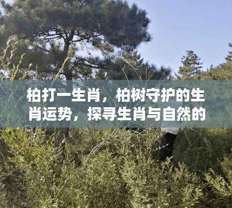 柏树守护的生肖运势揭秘,探寻生肖与自然的和谐共生之道