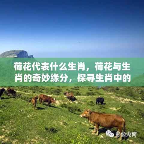 荷花与生肖的奇妙缘分,探寻荷花代表的生肖印记