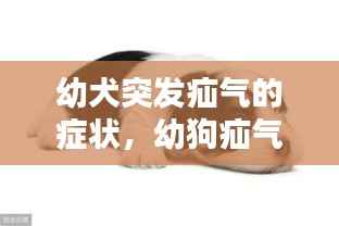 幼犬突发疝气的症状,幼狗疝气