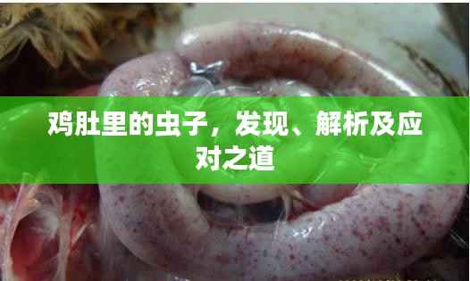 鸡肚里的虫子,发现、解析及应对之道