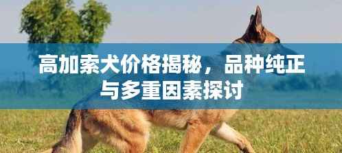 高加索犬价格揭秘,品种纯正与多重因素探讨