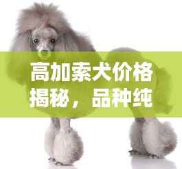 高加索犬价格揭秘,品种纯正与多重因素探讨