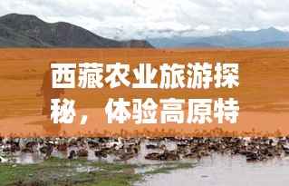 西藏农业旅游探秘,体验高原特色农业之旅