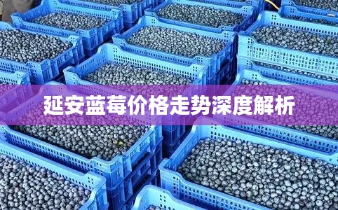 延安蓝莓价格走势深度解析