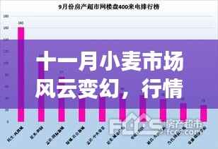 十一月小麦市场风云变幻,行情价格深度解析