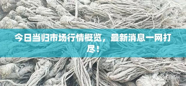 今日当归市场行情概览,最新消息一网打尽!